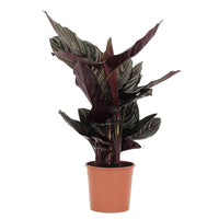 Calathea Sanderiana