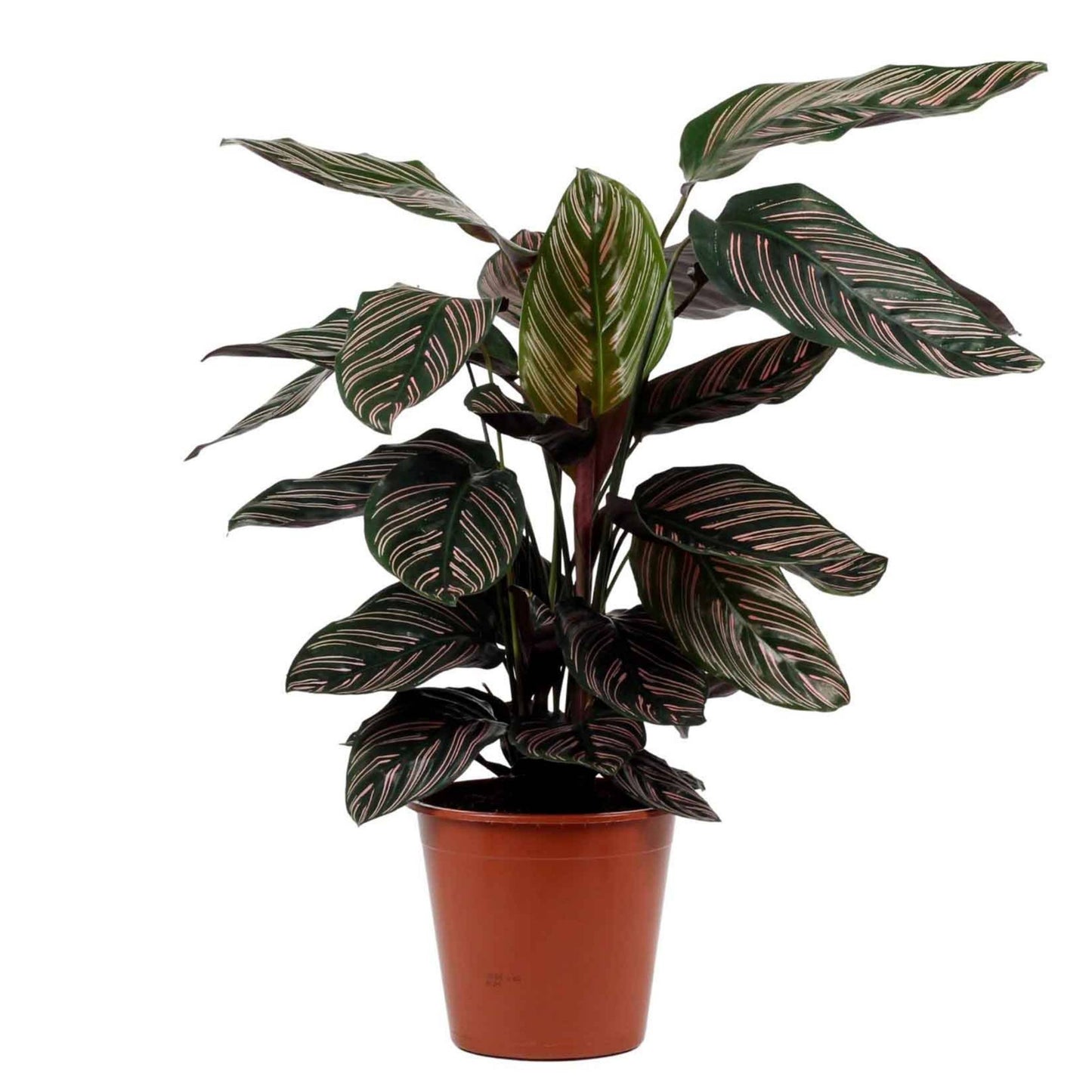 Calathea Sanderiana