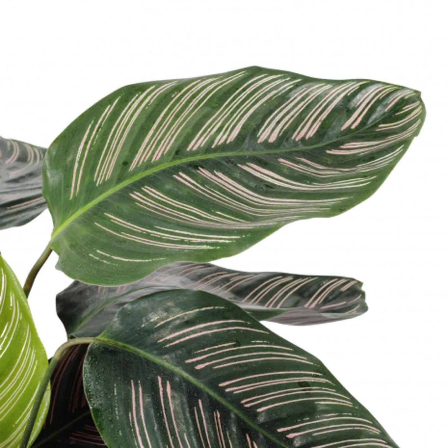 Calathea Sanderiana