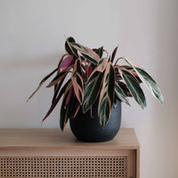 Calathea Triostar