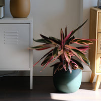 Calathea Triostar