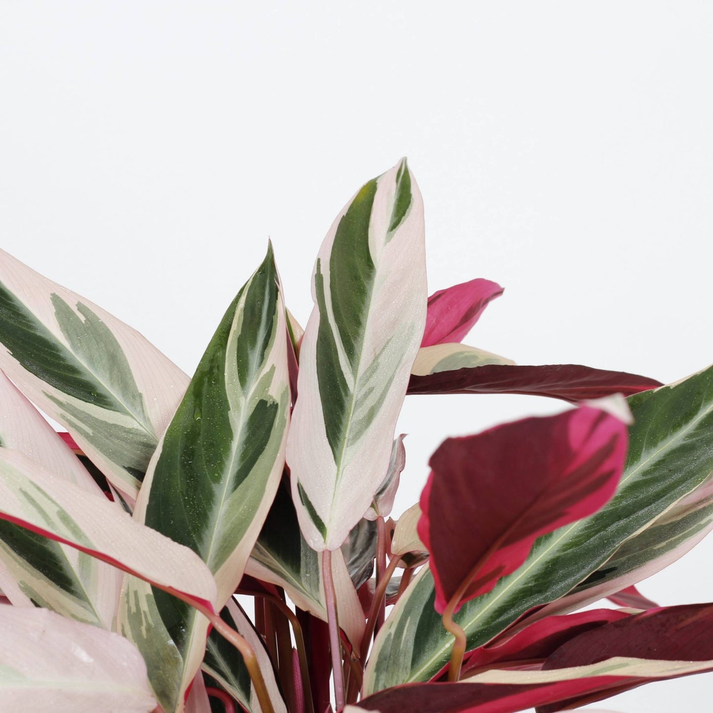 Calathea Triostar