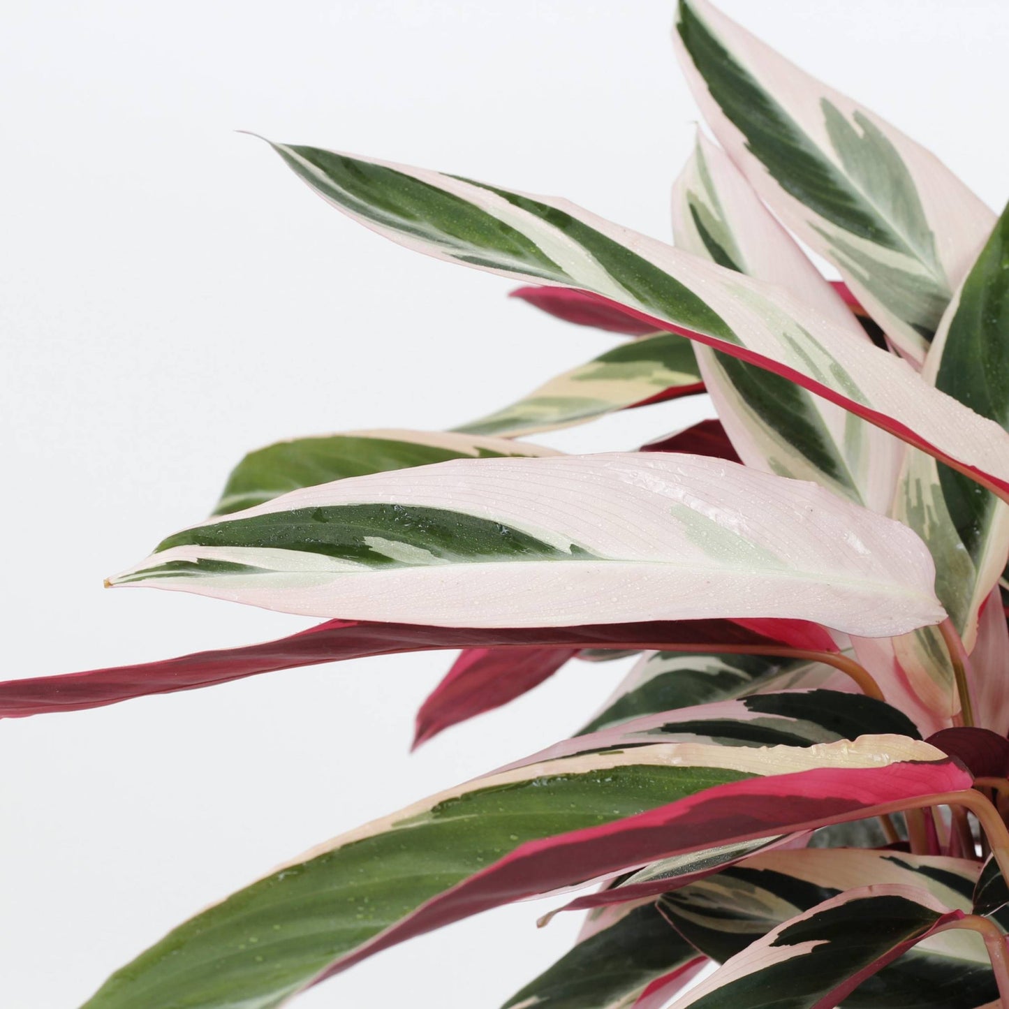 Calathea Triostar