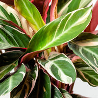 Calathea Triostar