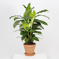 Calathea Zebrina