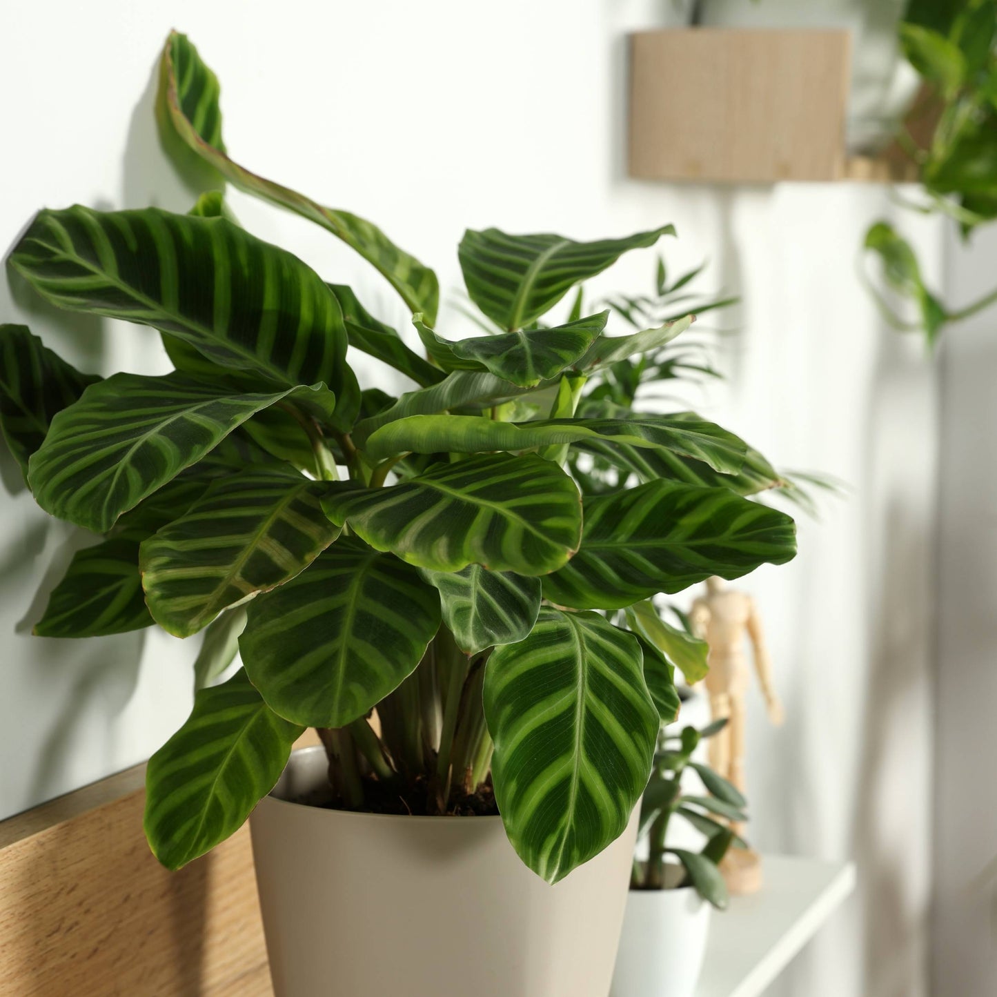 Calathea Zebrina