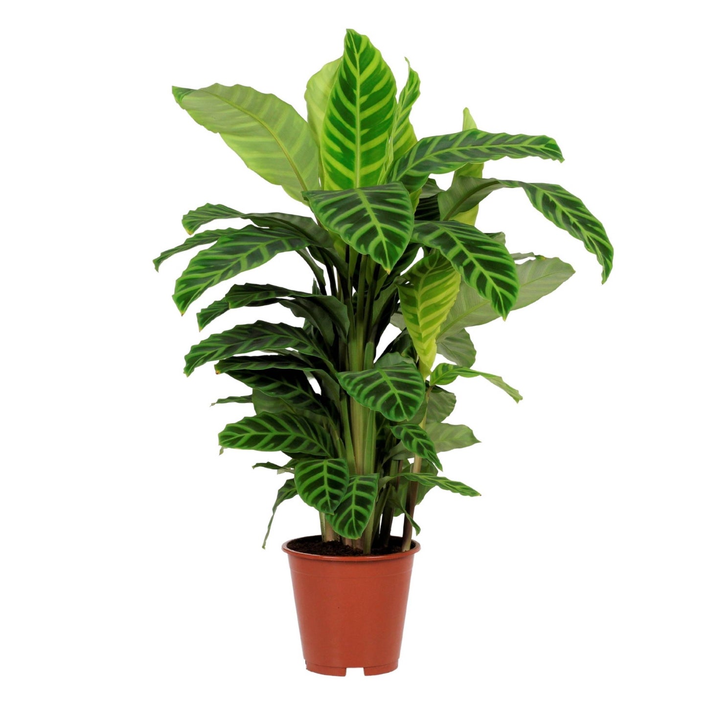 Calathea Zebrina