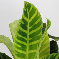 Calathea Zebrina