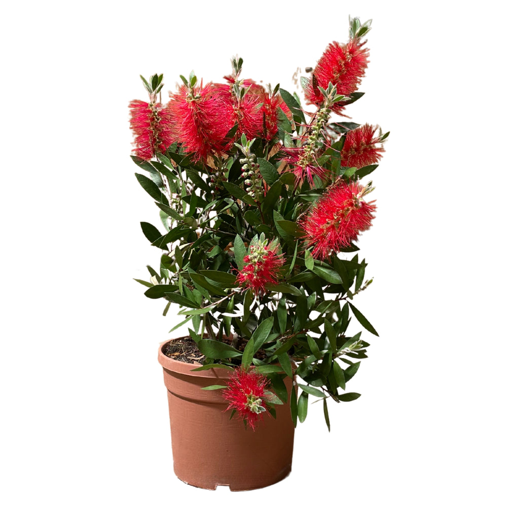 Callistemon Citrinus