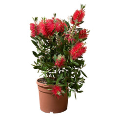 Callistemon Citrinus