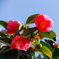 Camelia Rosa Oscuro