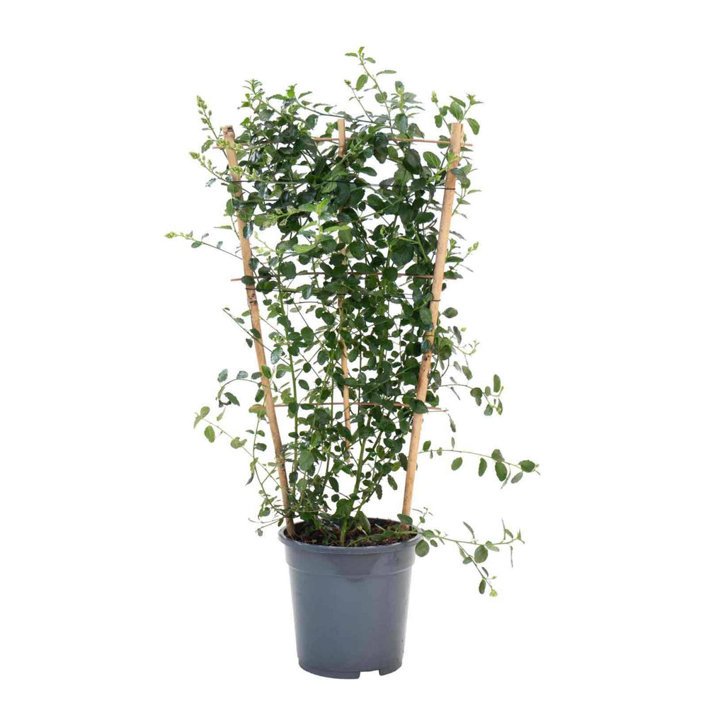 Ceanothus