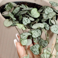 Ceropegia Woodii With Luna Pot