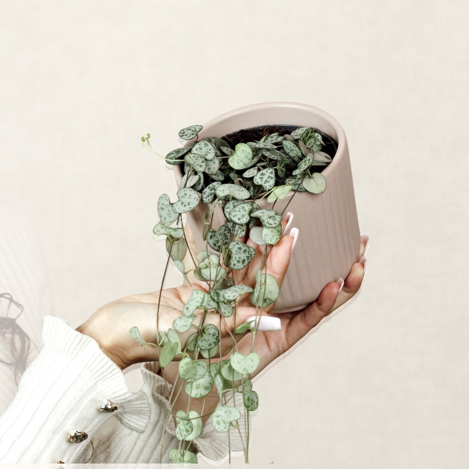 Cordón de Corazones Con Maceta Luna