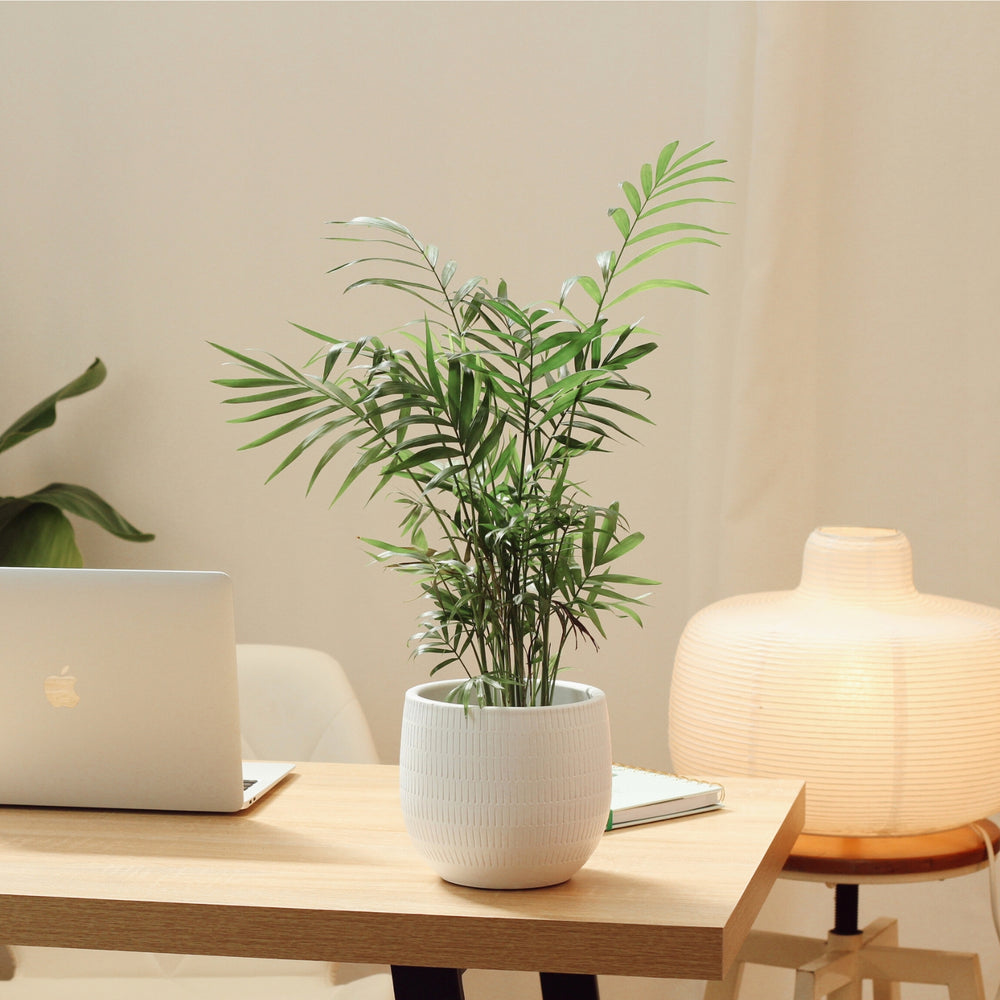 Chamaedorea with Aura Pot