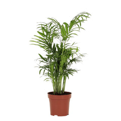 Chamaedorea Elegans
