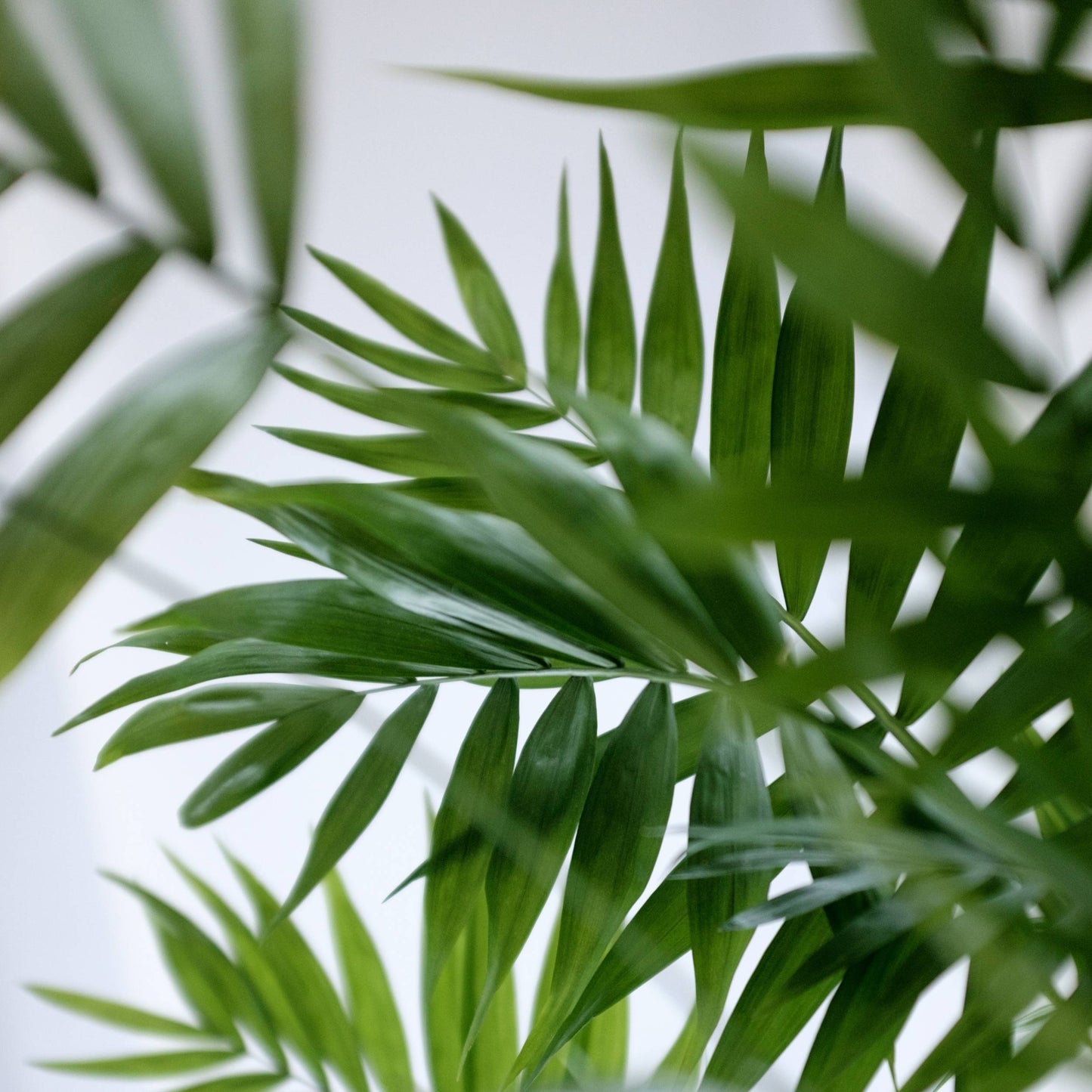 Chamaedorea com Vaso Aura