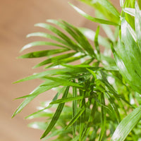 Chamaedorea com Vaso Aura