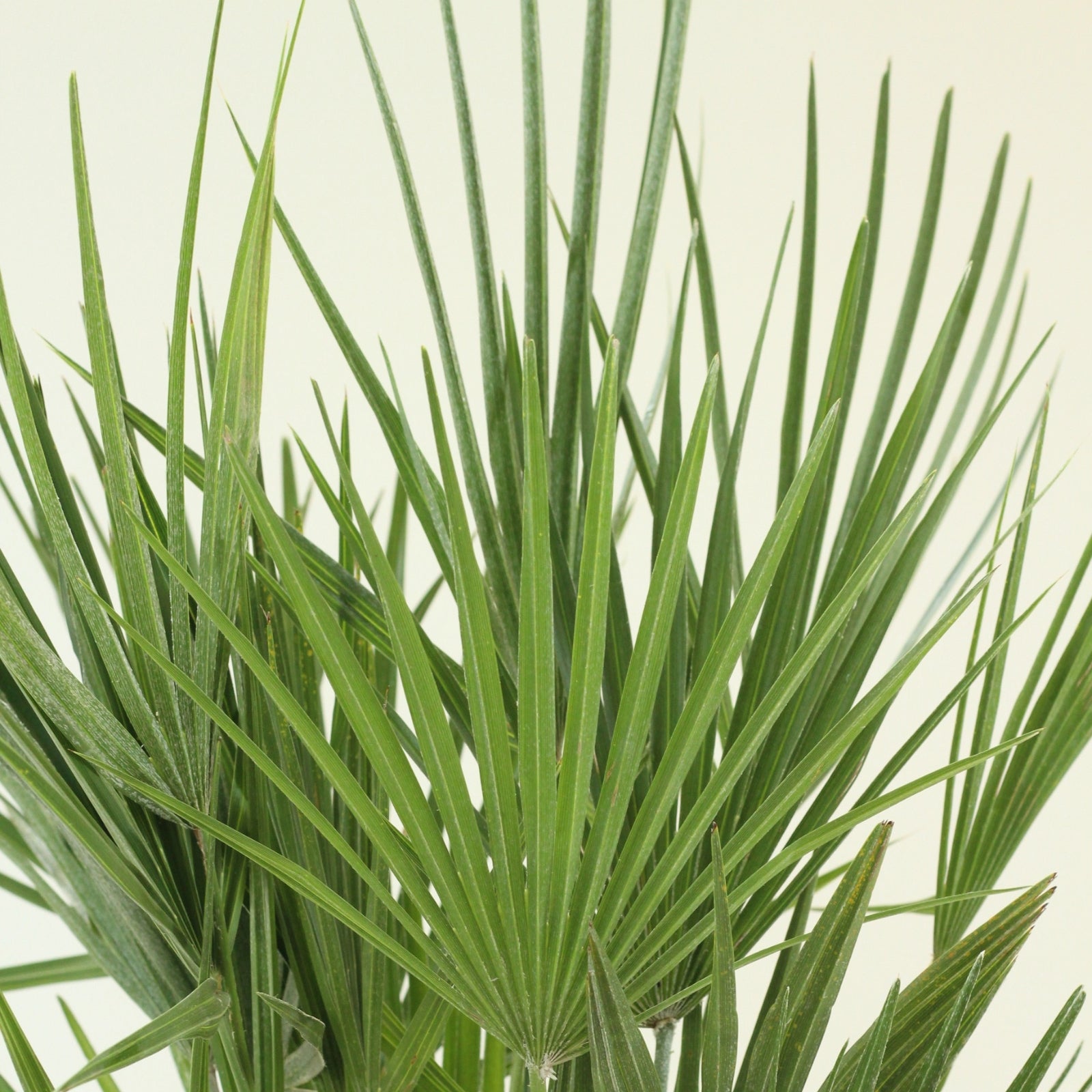 Chamaerops | Palmeira Anã Europeia com folhas em leque, ideal para jardins mediterrânicos e interiores.