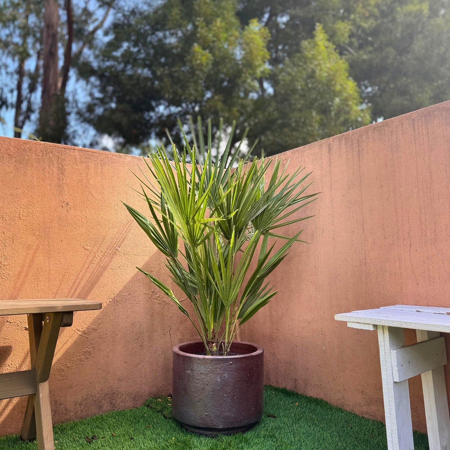 Chamaerops | Palmeira Anã Europeia em vaso em ambiente externo com paredes laranja e mesa de madeira.