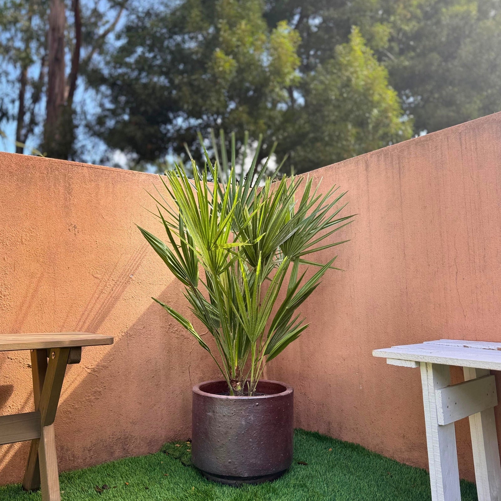 Chamaerops | Palmeira Anã Europeia em vaso em ambiente externo com paredes laranja e mesa de madeira.