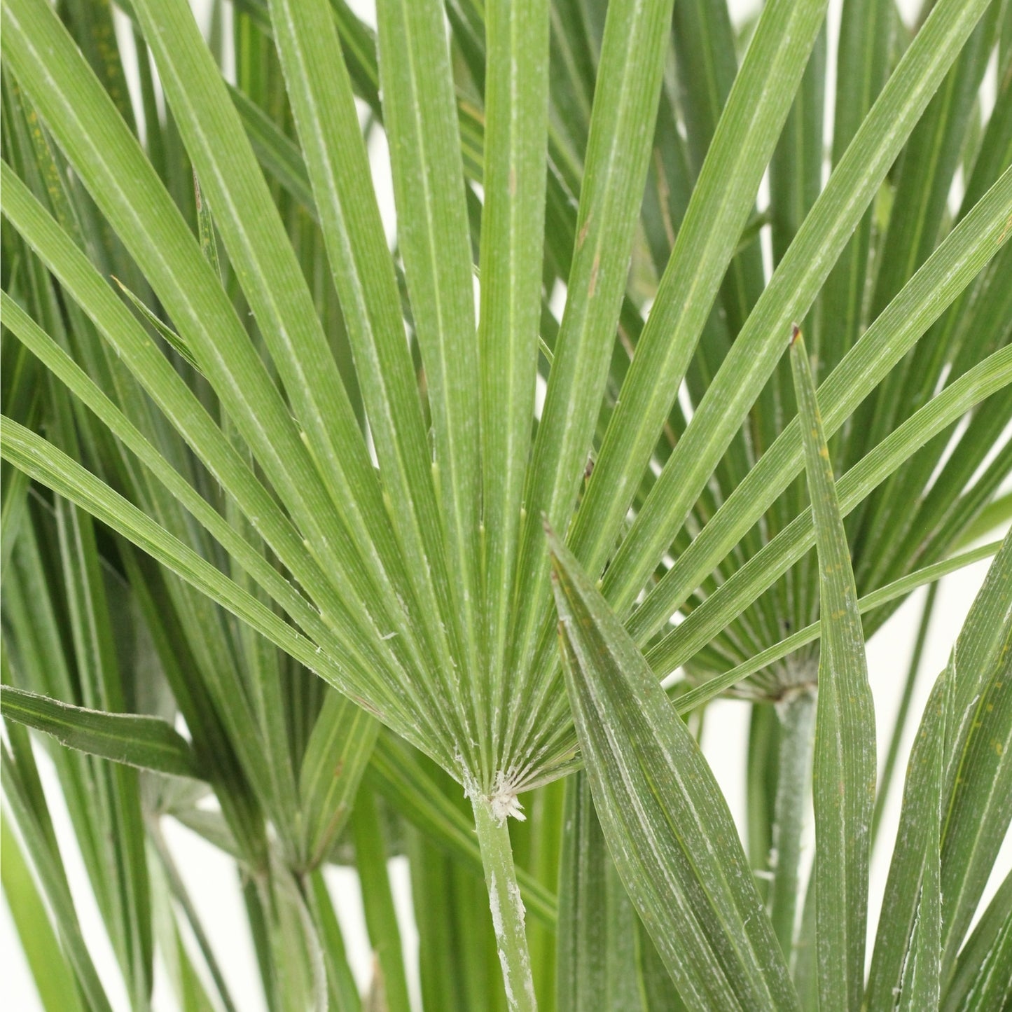 Chamaerops | Palmeira Anã Europeia com folhas em leque, ideal para ambientes internos e externos.