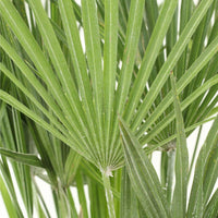 Chamaerops | Palmeira Anã Europeia com folhas em leque, ideal para ambientes internos e externos.