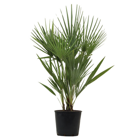 Chamaerops | Mediterranean Dwarf Palm