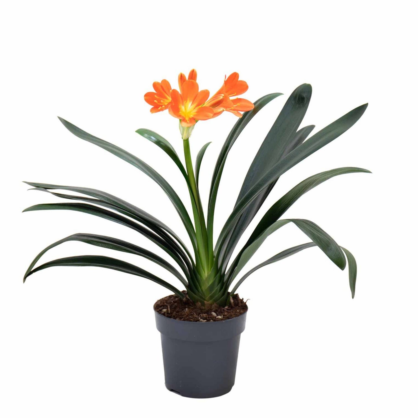 Clivia Miniata