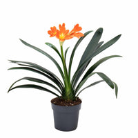 Clivia Miniata