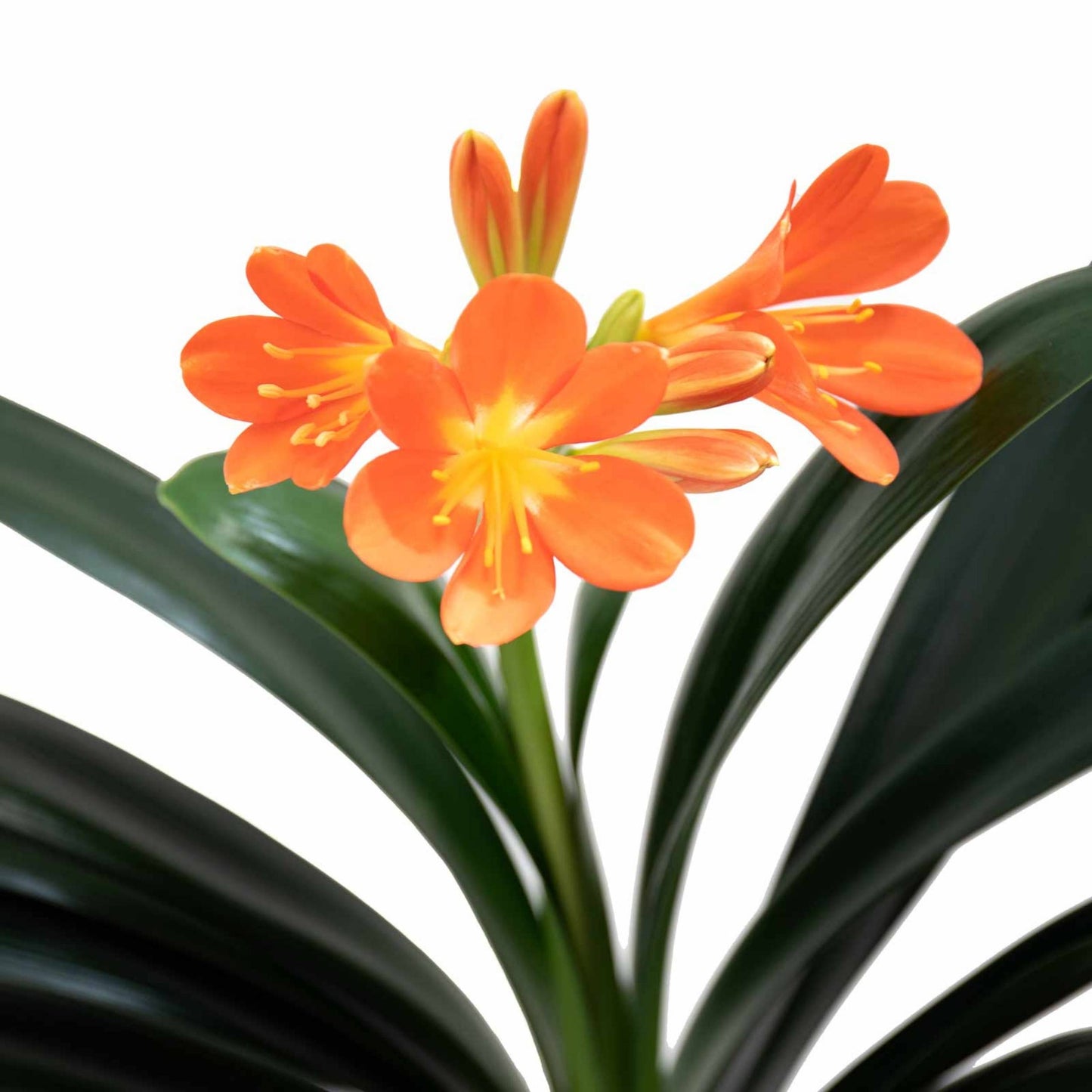 Clivia Miniata