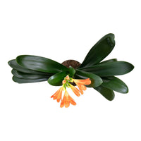 Clivia Miniata