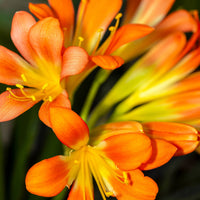 Clivia Miniata