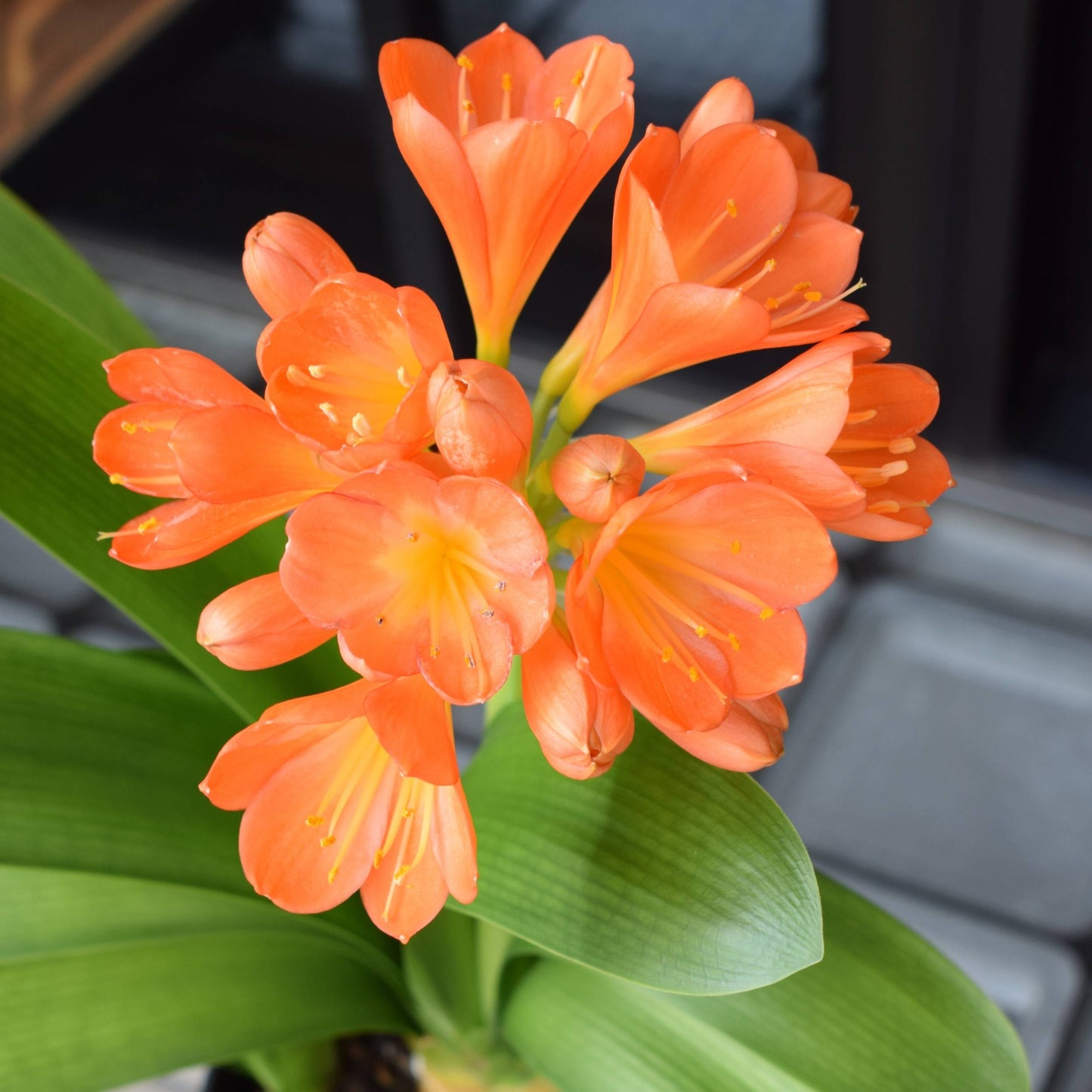 Clivia Miniata