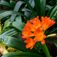 Clivia Miniata