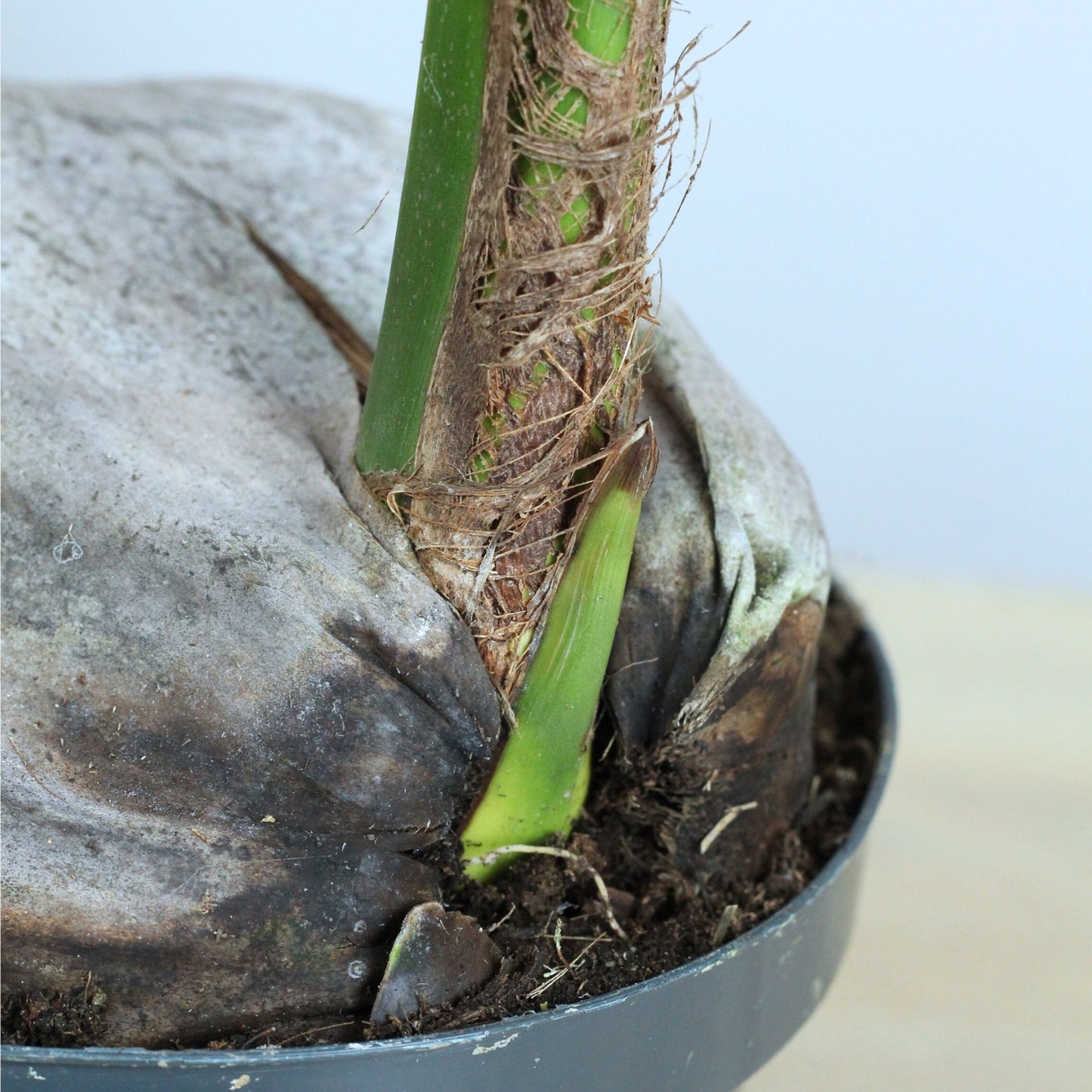 Cocos Nucifera | Coqueiro