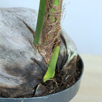 Cocos Nucifera | Coqueiro