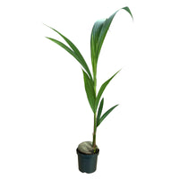 Cocos Nucifera | Coqueiro