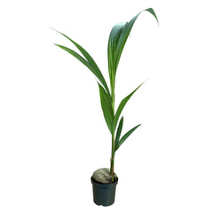 Cocos Nucifera | Palma de Coco