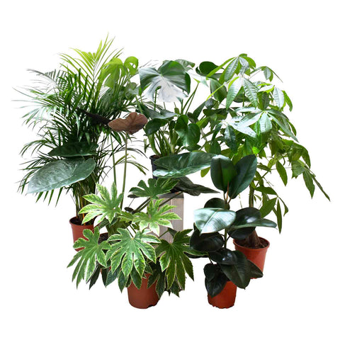 Conjunto de Plantas Refrescantes