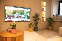 conjunto de plantas de interior para sala de estar para purificação do ar sansevieria moonshine palmeira kentia anthurium lily estrelicia nicolai calathea makoyana em vasos de cerâmica artevasi em sala moderna de tons cálidos com televisor 