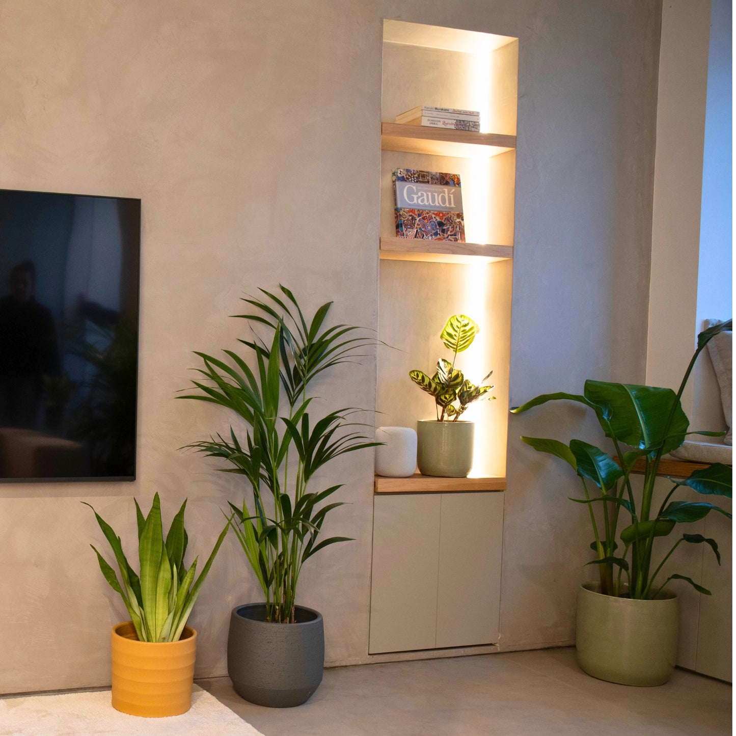 conjunto de plantas de interior para sala de estar para purificação do ar sansevieria moonshine palmeira kentia estrelicia nicolai calathea makoyana em vasos de cerâmica artevasi em sala moderna de tons cálidos