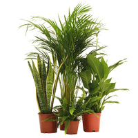 Conjunto de Plantas Antihumedad