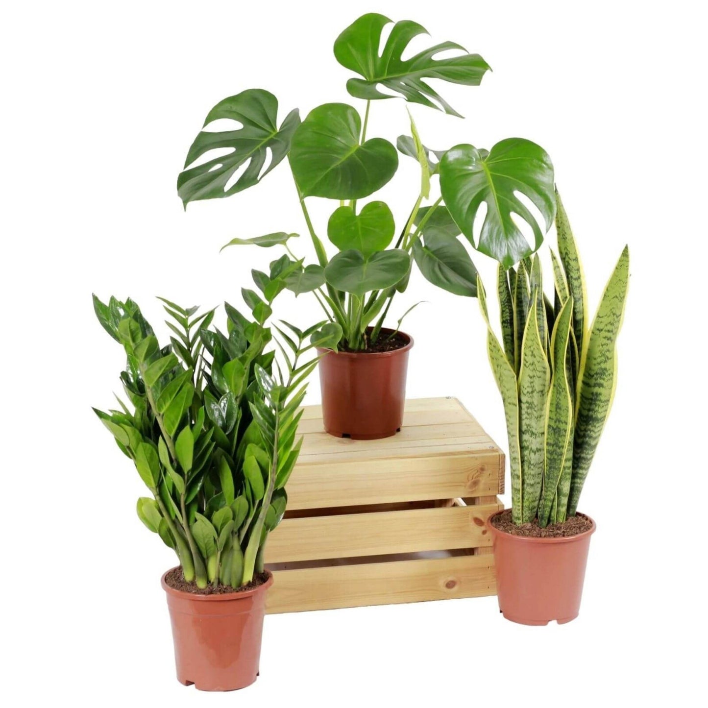 conjunto de plantas fáceis de cuidar em vaso de produção zamioculcas zamiifolia mosntera deliciosa ou costela de adão sansevieria laurentii ou espada de são jorge