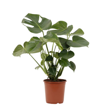 planta de interior monstera deliciosa em vaso de produção