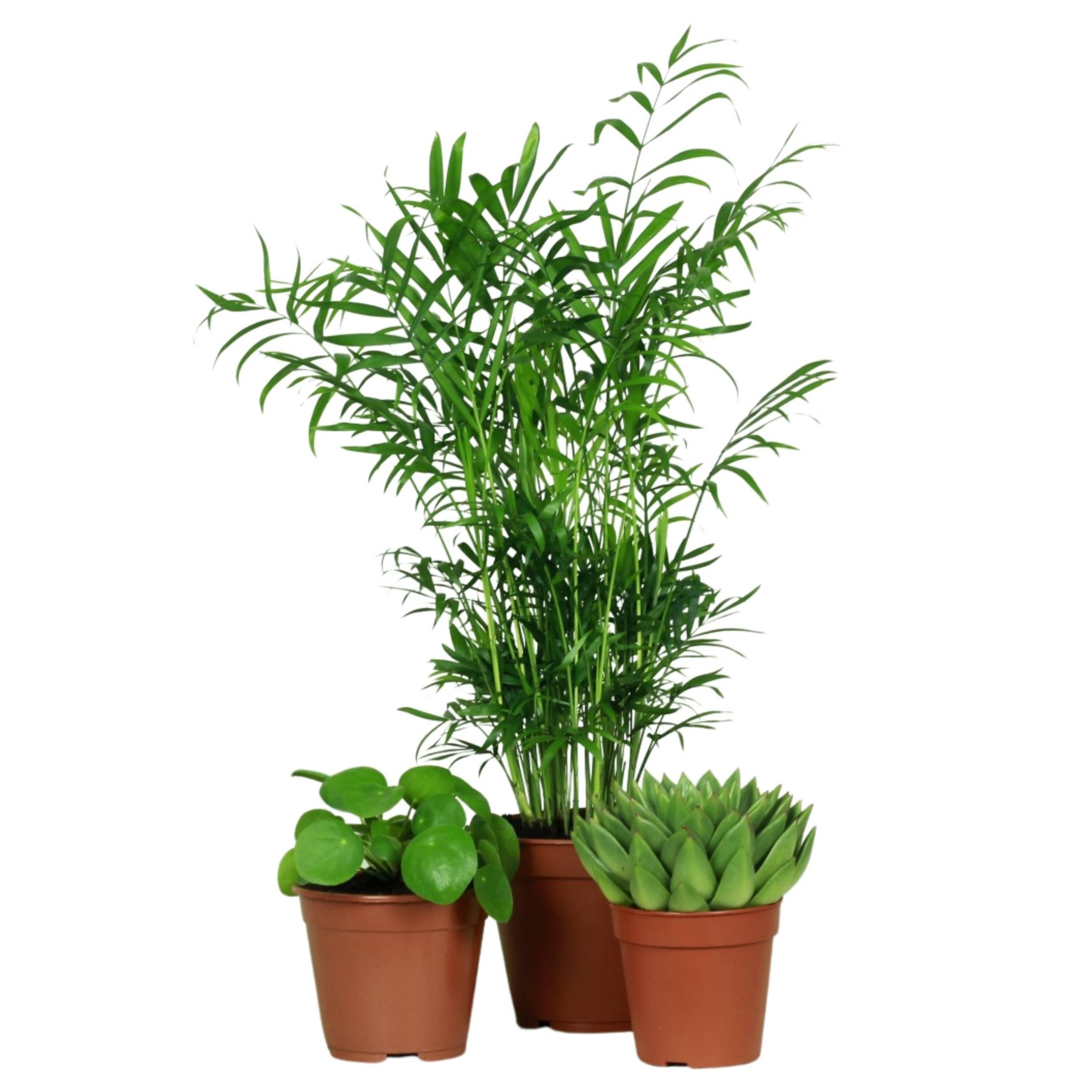 Conjunto de Plantas Seguras Para Mascotas