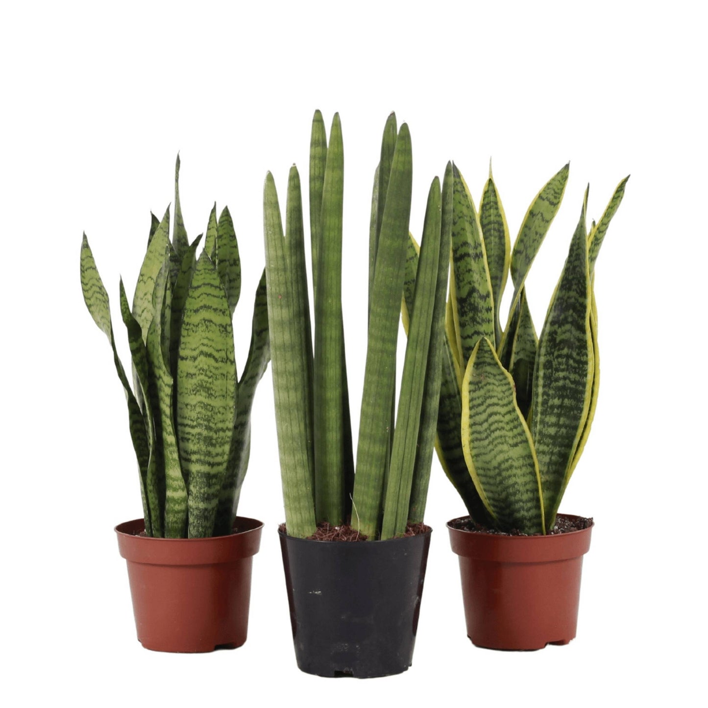 Set of 3 Sansevierias