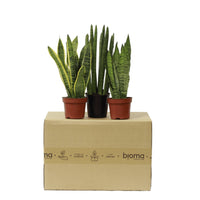 Set of 3 Sansevierias