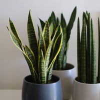 Set of 3 Sansevierias