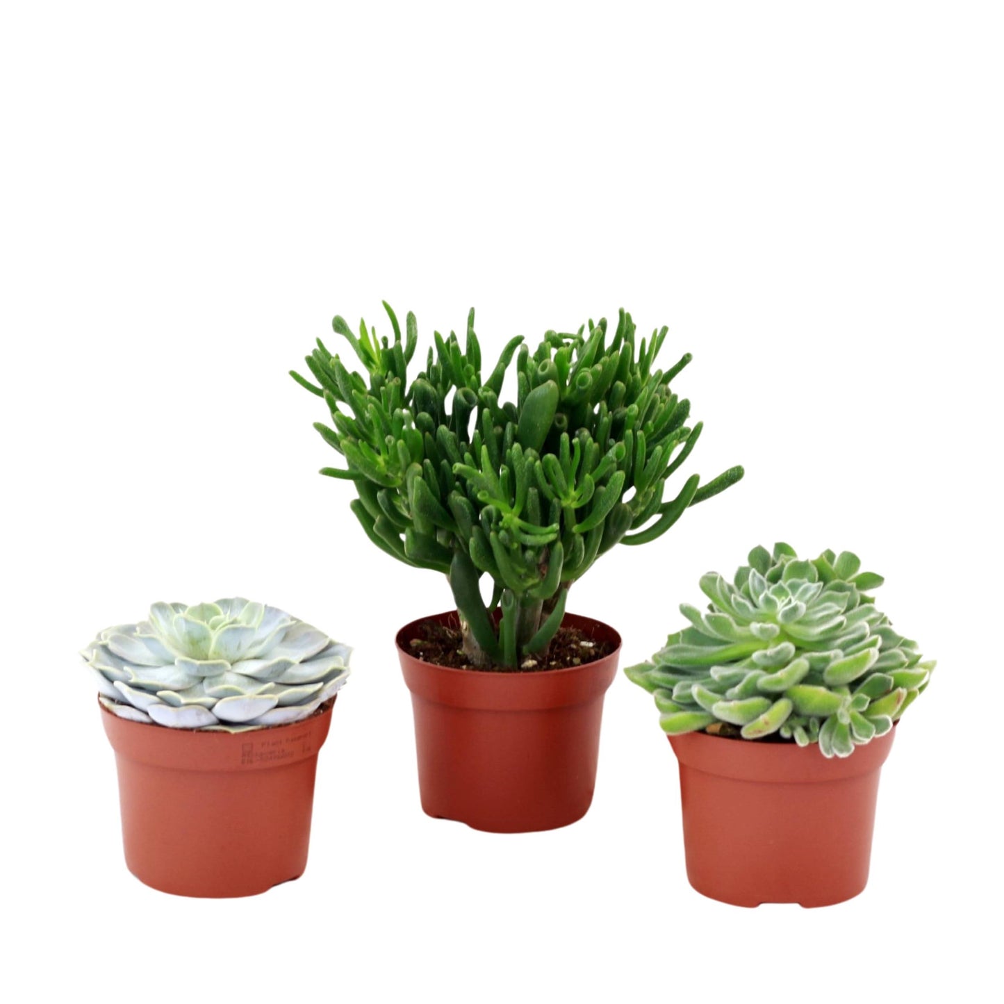 Succulent Set